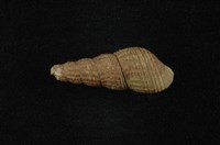 藏品(網蜷 )的圖片